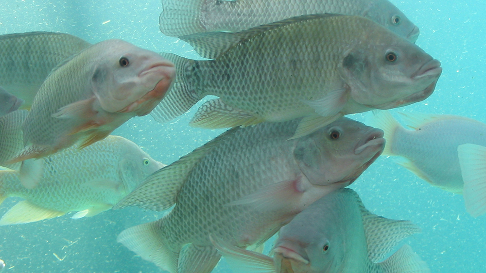 Artificial Plants Help Keep the Peace at Tilapia Farms The Institute